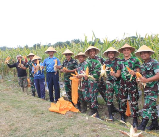 Lanud Adisutjipto Panen Jagung di Lahan Ketahanan Pangan, Buktikan Komitmen Dukung Ketahanan Pangan Nasional