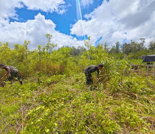 Satgas Yonif 403/WP Buka Lahan Kebun Produktif di Perbatasan RI-PNG, Dukung Ketahanan Pangan Masyarakat Mandekman
