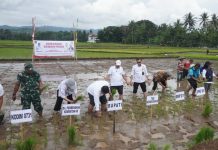 Dandim Hadiri Gerakan Tanam Padi Bersama Bupati Kulon Progo