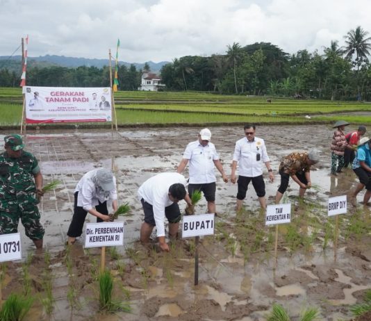 Dandim Hadiri Gerakan Tanam Padi Bersama Bupati Kulon Progo