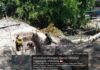 Babinsa Kodim 0729/Bantul Dampingi Pembangunan Jembatan Garuda di Payak Tengah
