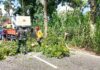 Babinsa Segoroyoso Bersama Warga Laksanakan Kerja Bakti Pemangkasan Pohon