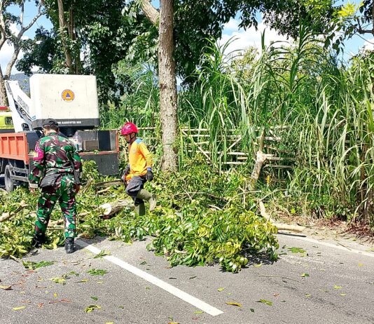 Babinsa Segoroyoso Bersama Warga Laksanakan Kerja Bakti Pemangkasan Pohon