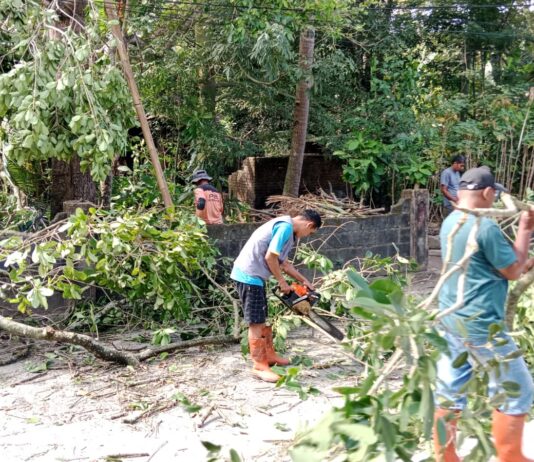 BABINSA CATURHARJO BANTU PENEBANGAN POHON RAWAN GANGGUAN JARINGAN LISTRIK