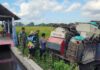 Babinsa Koramil 04/Sewon Dampingi Panen Padi, Perkuat Ketahanan Pangan di Wilayah Binaan