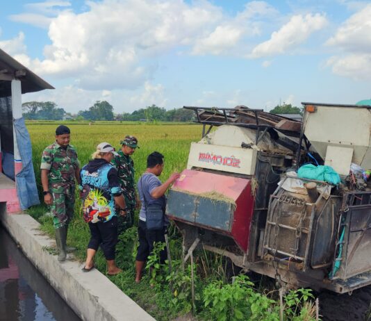 Babinsa Koramil 04/Sewon Dampingi Panen Padi, Perkuat Ketahanan Pangan di Wilayah Binaan