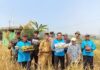 Panen Raya Diawali Tradisi Wiwitan, Babinsa Segoroyoso Dukung Petani Lokal