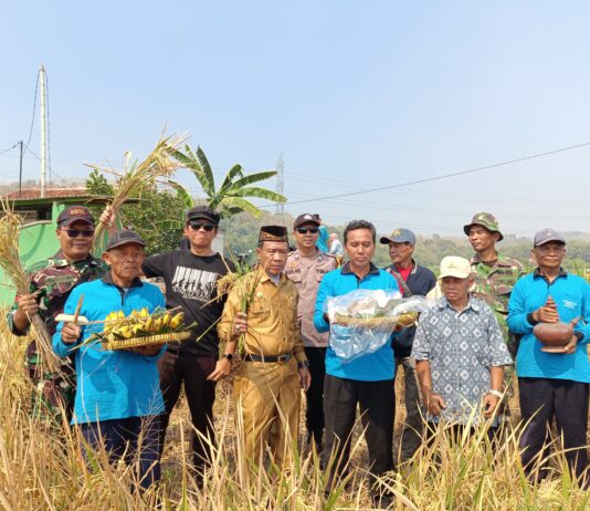 Panen Raya Diawali Tradisi Wiwitan, Babinsa Segoroyoso Dukung Petani Lokal