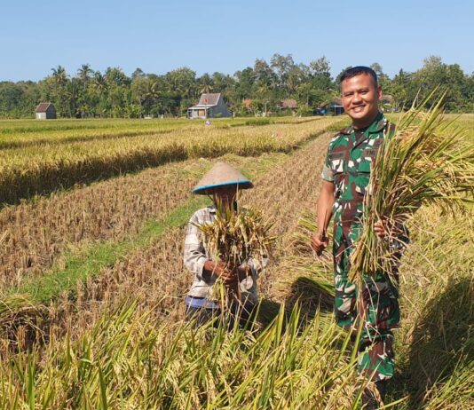 Hadir di Tengah Petani, Babinsa Caturharjo Kawal Proses Panen Padi di Gluntung Lor